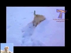 Rire   dogs funny   Funny dogs and cats playing in the snow   Funny animal compilation
