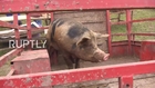 Serbia: Pig slaughtering competition gets underway in Voganj