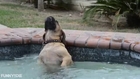 Dog Loves Hot Tub