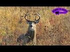 2014 Deer Hunting - Big Rutting Non Typical Buck Chasing Does