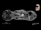Visible Interactive Opossum - horizontal slice movie of a µCT-scanned opossum joey
