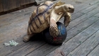 African Spurred TORTOISE Having a BALL!