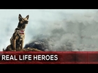 10 Heroic Dogs That Saved People's Lives | REAL LIFE HEROES | ᴴᴰ