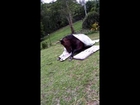 Funny cute horse bedtime