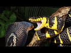 World’s Longest Venomous Snake Devours Unexpected Prey