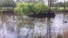 Clever Mr and Mrs Canadian Goose with their seven new babies. Plus their grown up children from the three previous years!