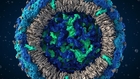 A scientifically accurate model of the Zika virus. Visit visual-science.com/zika