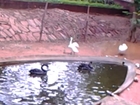 Black swans and mute swans in Visakhapatnam zoo