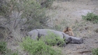 Rare Sighting ! Rhino still Alive when Lion starts Feeding on it !