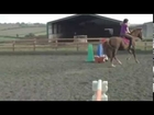 Irish sports horse for sale