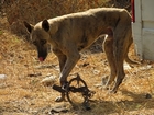 Street dog's foot caught in deadly trap. Watch his rescue with a tissue!