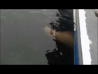 Killer whale throws sea lion 20 feet into the air! Ketchikan, Alaska