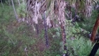 Black Bear Climbs My Tree On Opening Day Of Whitetail Archery Season