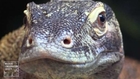 Komodo dragons slide into Bronx Zoo