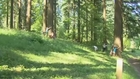 Portland attempts world record for tree hugging