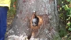 Wisconsin DNR helps rescue trapped bear cubs