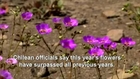 Rare flowers bloom in Chilean desert