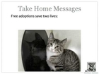 Fears, Facts and Forever Homes: What We Know About Free Pet Adoptions