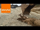 Excavator Mounts Heroic Rescue of Young Deer Trapped in Mud (Storyful, Crazy)