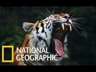 Tiger Queen - Own Rules (National Geographic)