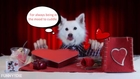 Treat Your Furry Valentine - Grain Free Dog Treats Made in USA!