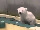 CUTE Polar Bear Cubs!! Best Wild Animal Videos