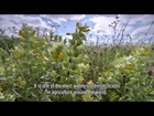 Declines in insectivorous birds associated with neonicotinoid concentrations (English subtitles)
