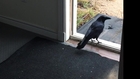 Crow Comes Indoors