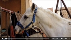 Clipping a horse by hand Egyptian style.