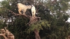 Excuse me Sir. But i believe you have a flock of GOATS in your tree.