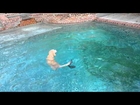 Dog rescues brick from pool