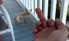 Tough Guy Flips The Bird To Ren The Chihuahua And He Doesn't Like It