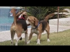 BEAGLE FREEDOM PROJECT VIVA LAS VEGAS RESCUE