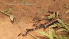 Blue Ants Work Together to Get Food
