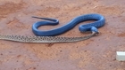 Blue Indigo Snake Dining On a Diamondback Rattlesnake