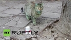 Bulgaria: Mystery GREEN CAT is alive! BUT far less green!