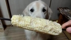 Dog loves corn smile emoticon