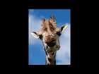 FUNNY GIRAFFES