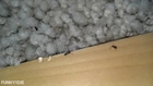 seattle ants exterminators