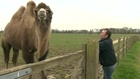 Jeffrey the Camel loves drinking beer.