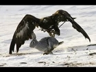 American Bald Eagle Hunting Attack [Nature Wildlife Documentary]