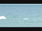 Humpback Whales Off Coast Guard Beach, Cape Cod