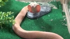 Monocled Cobra