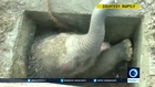WATCH Baby elephant being rescued from a drain