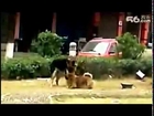 Small Dog with a Big Dog Mating