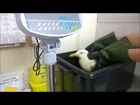 Raw: Seagull Recovering After Fall in Curry Vat
