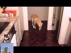 Rire   funny videos   Guilty Dogs   Supercut Compilation New!   New Funny Video