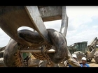 Incredible 10m giant anaconda snake caught in Brazil