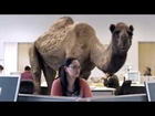 Hump Day Camel Commercial - Happier than a Camel on Wednesday - Hump Daaaay!