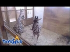 Animal Park April the Giraffe Cam [ Live Stream - UPDATE 03/31/17 ]